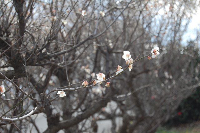 梅の花