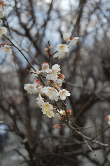 梅の花