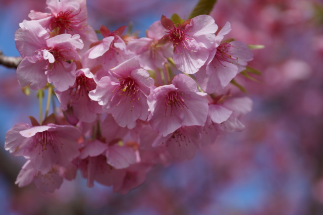 桜