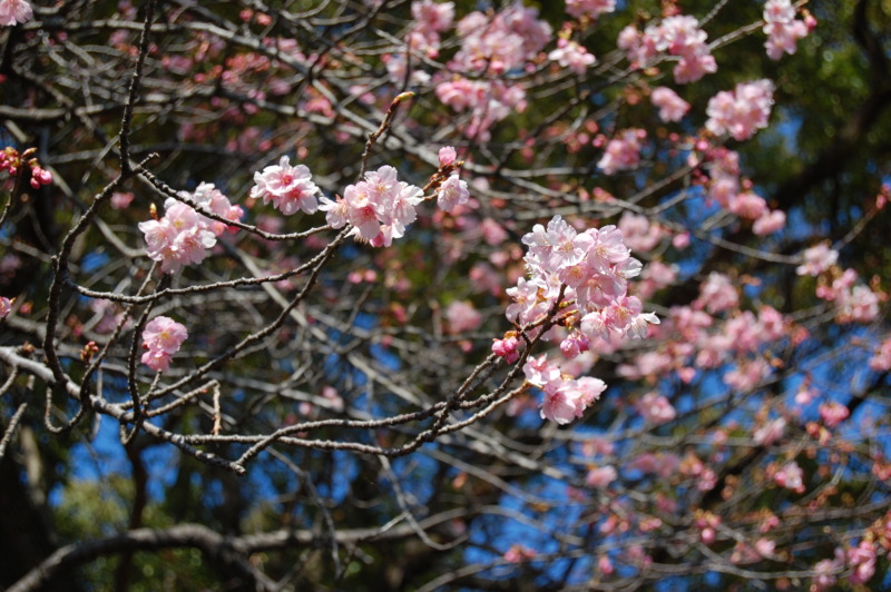 桜