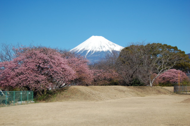 桜