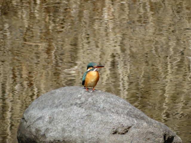 野鳥