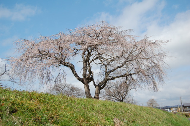 枝垂桜