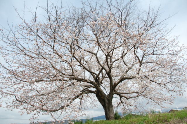 桜