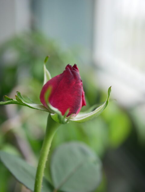 One Wish - Photo diary -