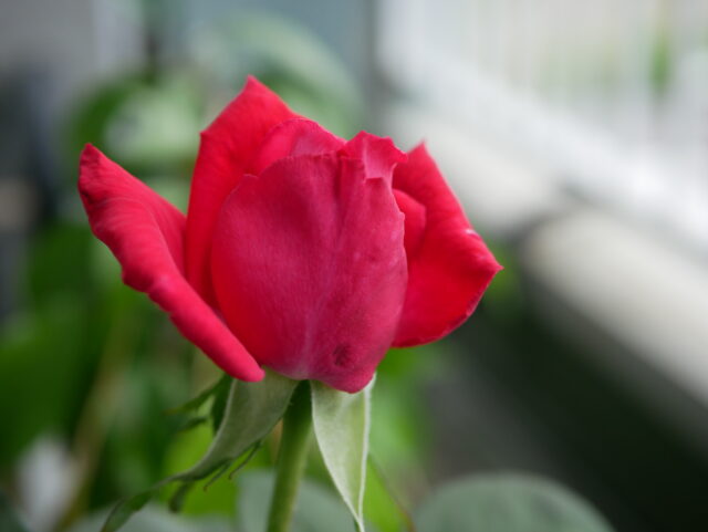 One Wish - Photo diary -