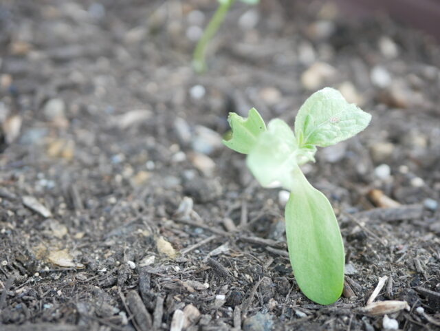 One Wish - Photo diary -
