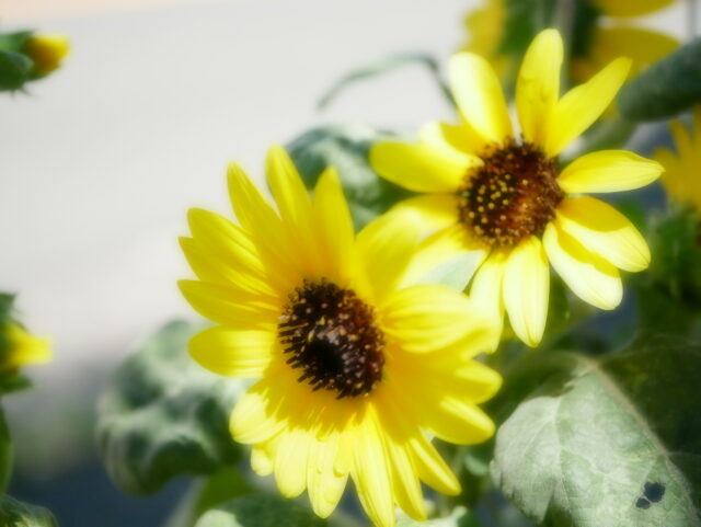 One Wish - Photo diary -