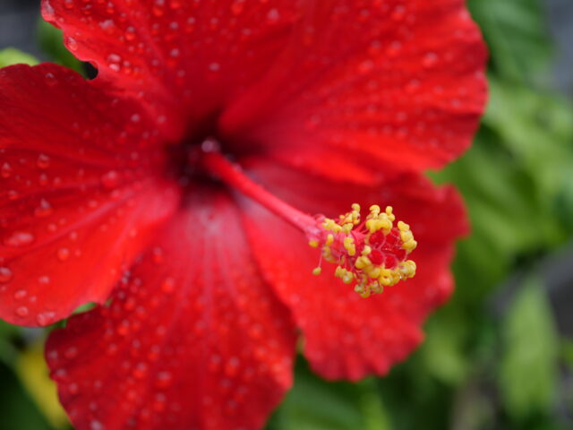 HOME - One Wish - Photo Library -