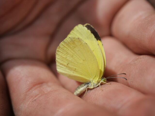 One Wish - Photo diary -