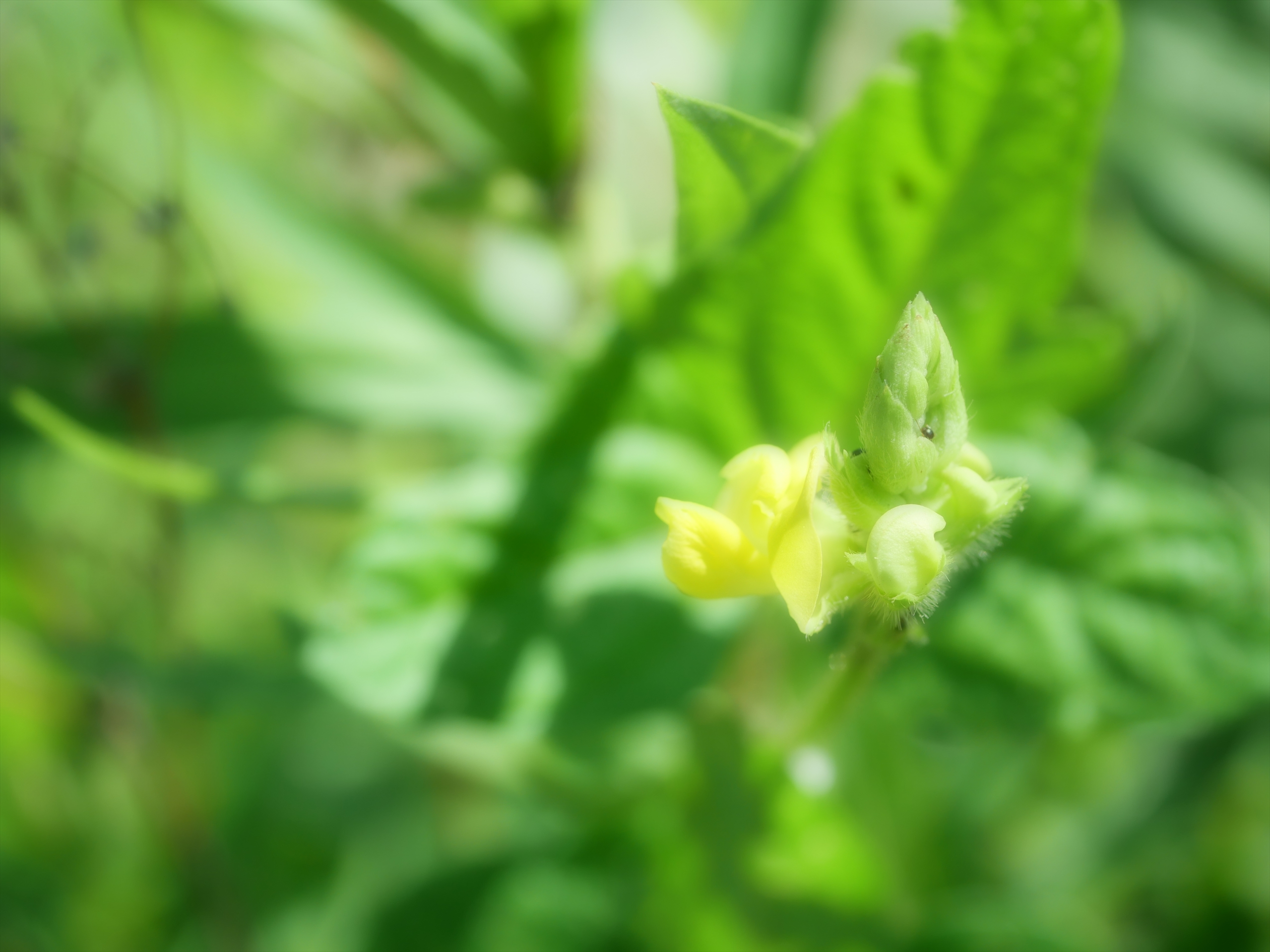 One Wish  - Photo Library - | HOME