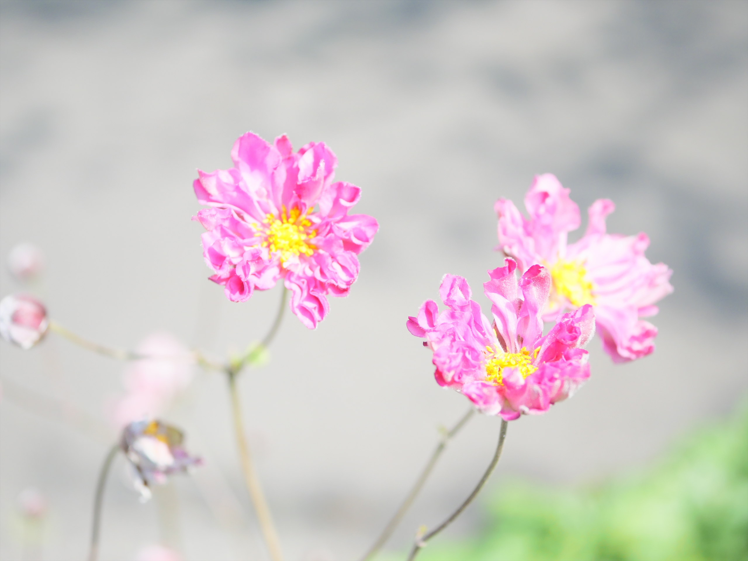 One Wish  - Photo Library - | HOME