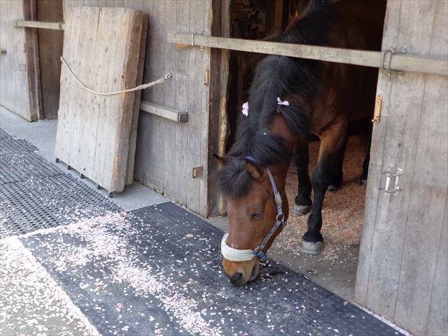 One Wish - Photo diary -