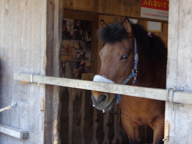 One Wish - Photo diary -