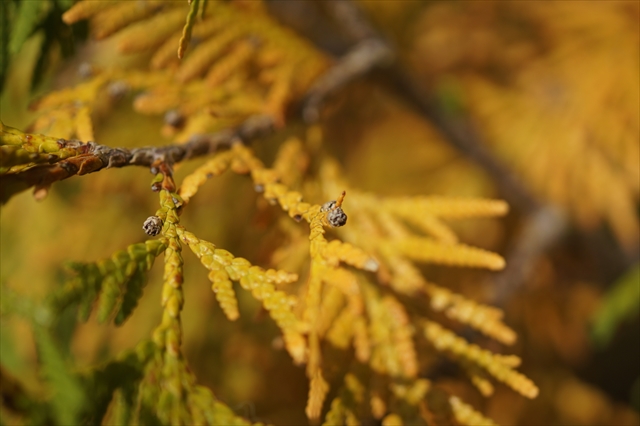 One Wish - Photo diary -