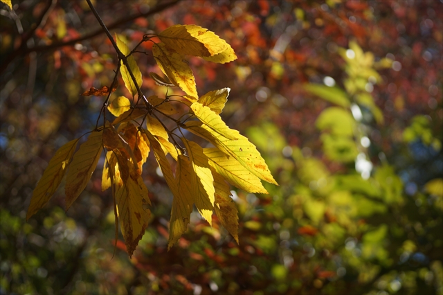 One Wish - Photo diary -