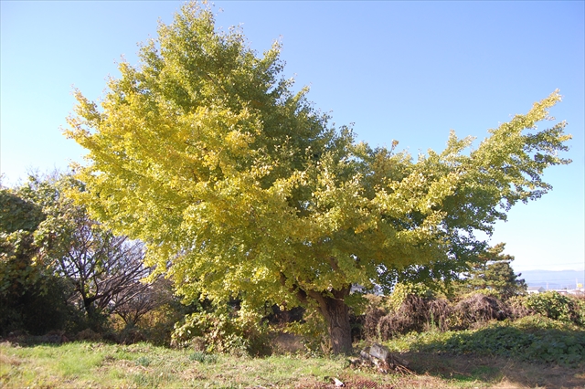 One Wish - Photo diary -