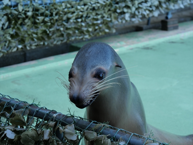 One Wish - Photo diary -