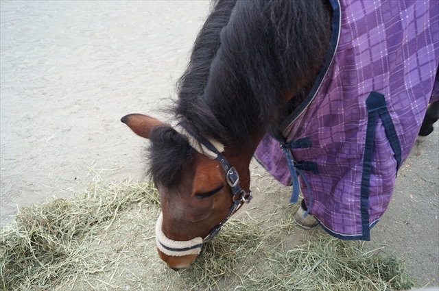 One Wish - Photo diary -